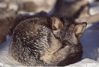 Gameloft 在巴黎开设新工作室 专注打造新游戏